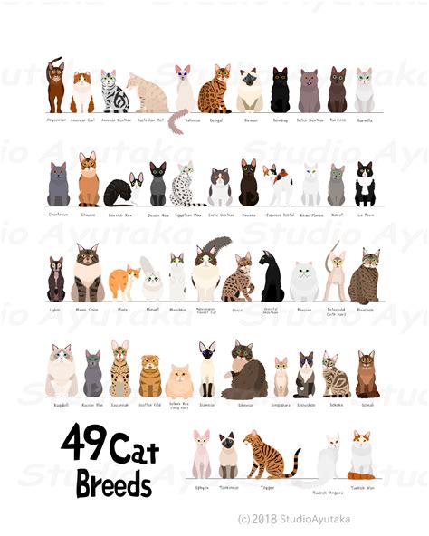 cat breeds chart